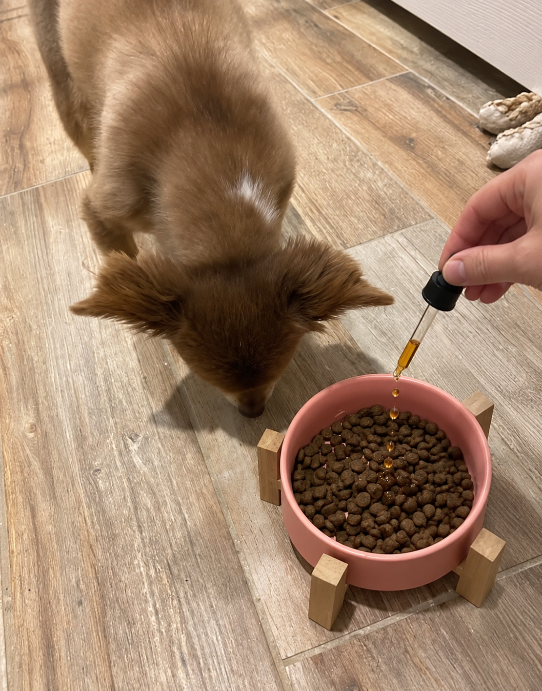 Owner and dog story — use an approved real photograph